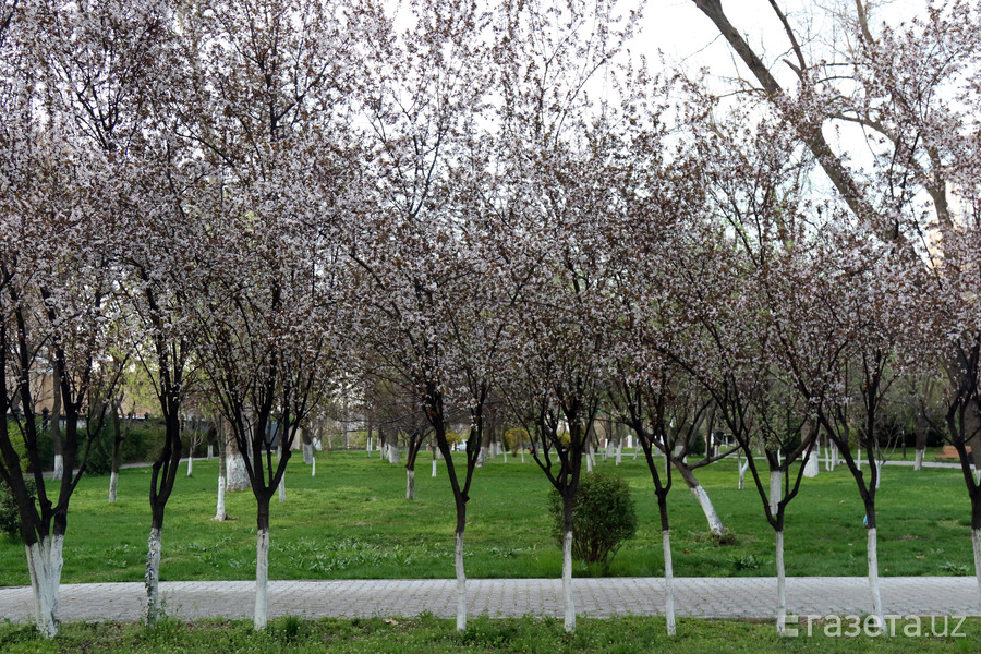 Фруктовые деревья в Ташкенте. Деревья, растущие в Ташкенте. Озеленение Узбекистана. Все виды фруктовых деревьев в Ташкенте.