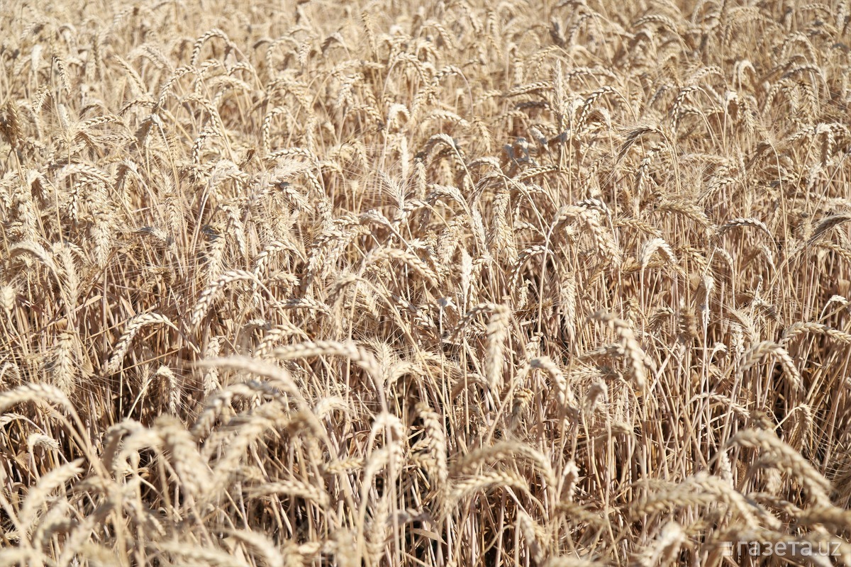 Почему зерно украины. Зерновые сделки Украины. День урожая риса 2022 картинки.